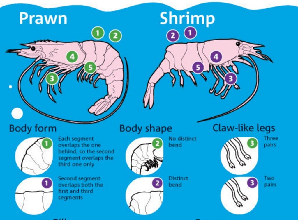 Freshwater Shrimp and Prawn Aquaponics - HowtoAquaponic