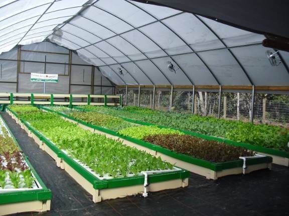 7 different aquaponics systems for the home grower