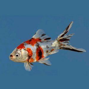 goldfish aquaponics: perfect cycle fish