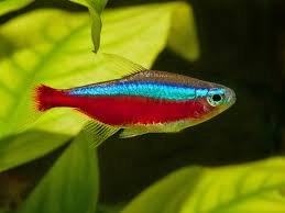 Cardinal Tetras