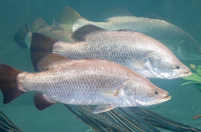 Can you eat the fish from aquaponics 