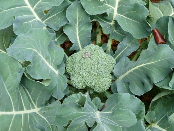 getting started with broccoli in aquaponics - howtoaquaponic