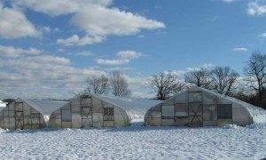 is using arctic char for aquaponics good? - howtoaquaponic