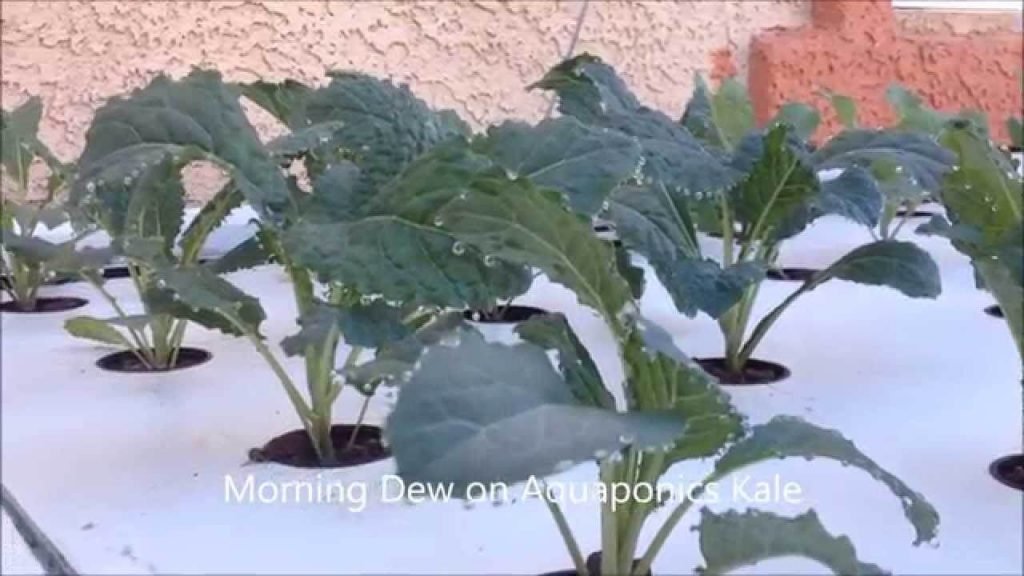 kale on floating rafts
