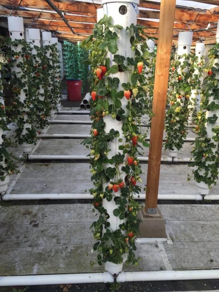 How to Grow Strawberries in Aquaponics