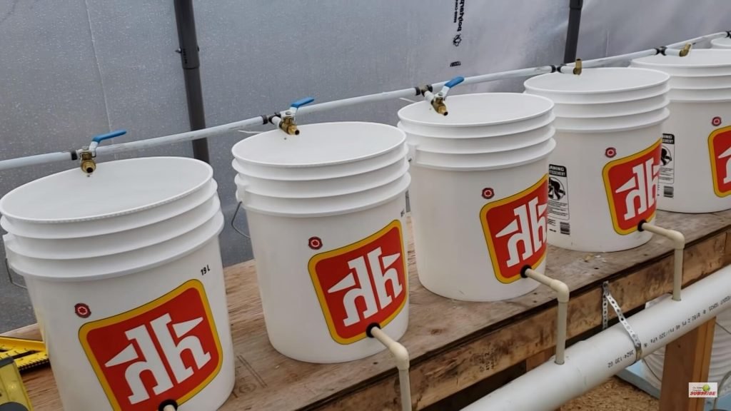 dutch bucket aquaponics