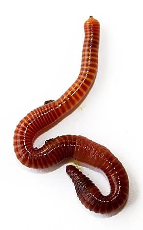 redworm for aquaponics