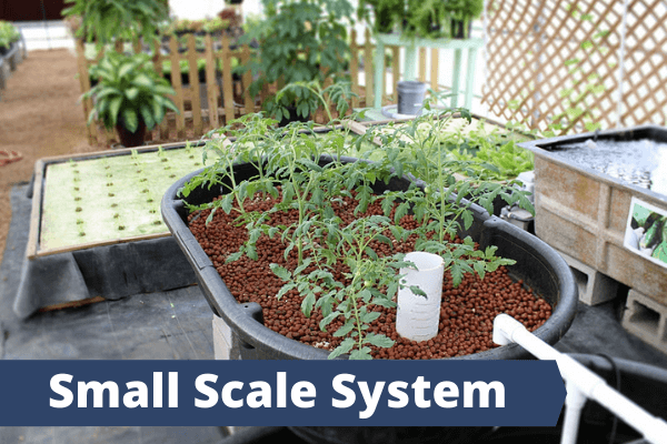 How To Aquaponic