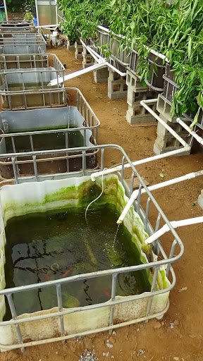 best method of how to get rid of algae in aquaponics